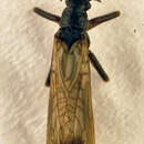 Image of Brachyptera monilicornis (Pictet & F. J. 1841)