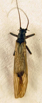 Image of Brachyptera monilicornis (Pictet & F. J. 1841)