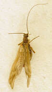 Image of Brachyptera risi (Morton 1896)