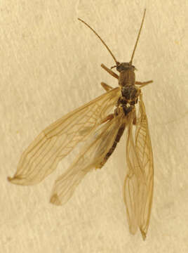 Image of Leuctra fusca (Linnaeus 1758)