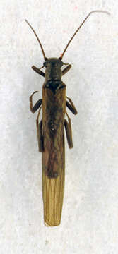 Image of Leuctra inermis Kempny 1899