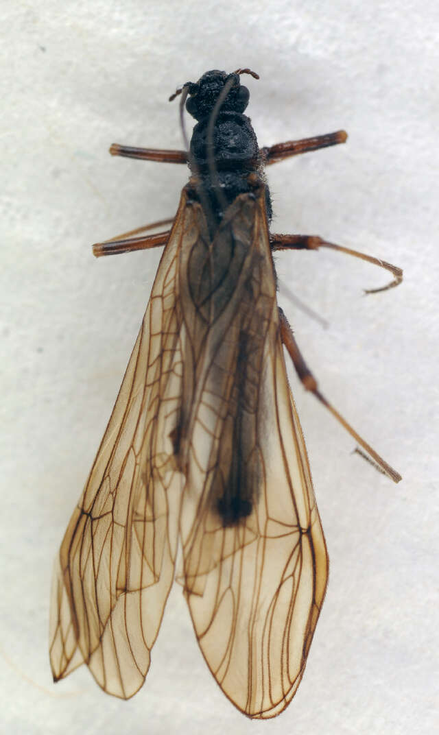 Image of Taeniopteryx schoenemundi (Mertens 1923)