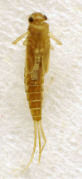 Image of Baetis buceratus Eaton 1870