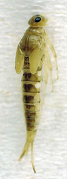 Image of Baetis fuscatus (Linnaeus 1761)