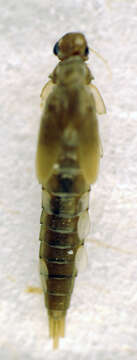 Image of Baetis liebenauae Keffer Müller 1974