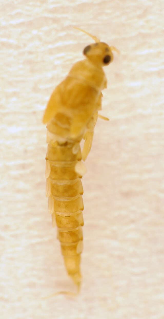 Image of small minnow mayflies
