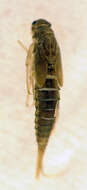 Image of Baetis vernus Curtis 1834