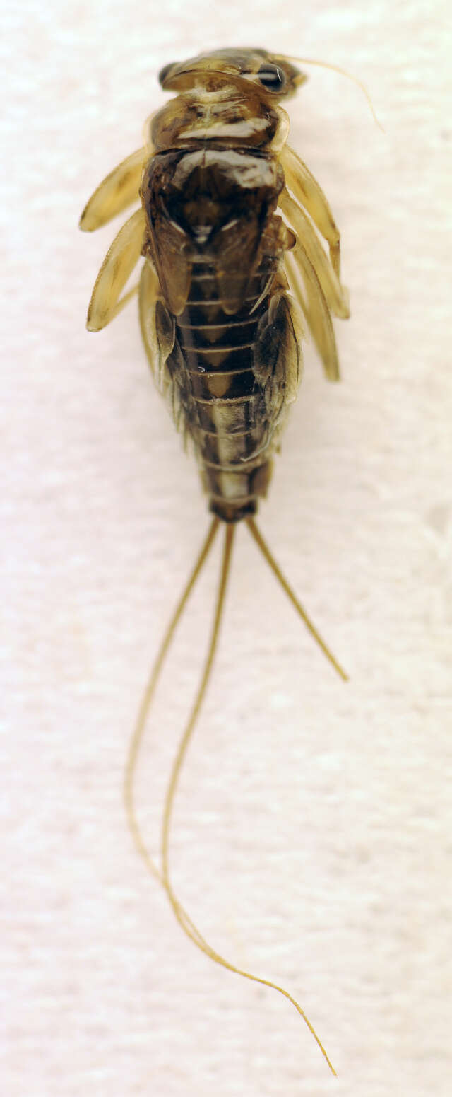 Image of Leptophlebioidea