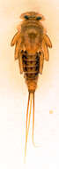 Image of Ecdyonurus insignis (Eaton 1870)
