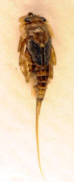 Image of Ecdyonurus torrentis Kimmins 1942