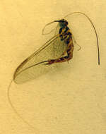 Image of Ecdyonurus venosus (Fabricius 1775)