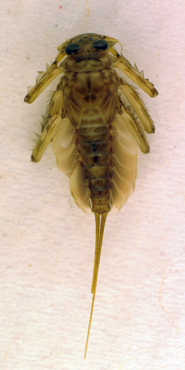 Image of Epeorus assimilis Eaton 1865