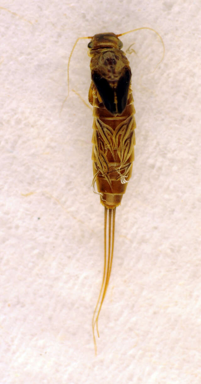 Image of Habroleptoides