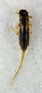 Image of Habroleptoides