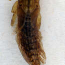 Image de Potamanthus luteus (Linnaeus 1767)