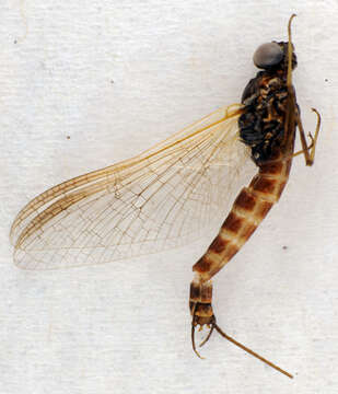 Image of March brown mayfly