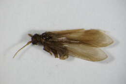 Image of Beraeidae