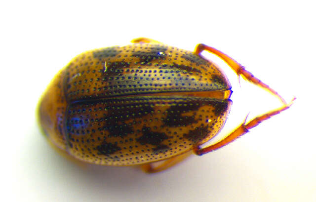 Image of <i>Haliplus variegatus</i>