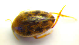 Image of <i>Haliplus variegatus</i>