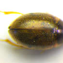 Image of Laccobius (Microlaccobius) alternus Motschulsky 1855
