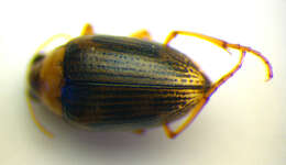 Image of <i>Haliplus obliquus</i>