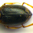 Imagem de Ochthebius (Ochthebius) viridis (Peyron 1858)