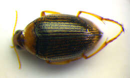 Image of <i>Haliplus immaculatus</i>