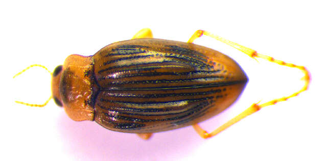 Image of <i>Brychius elevatus</i>