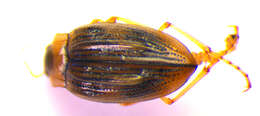 Image of <i>Brychius elevatus</i>