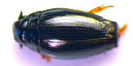 Image of <i>Gyrinus substriatus</i>