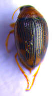 Image of <i>Haliplus confinis</i>