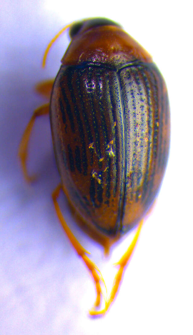 Image of <i>Haliplus confinis</i>