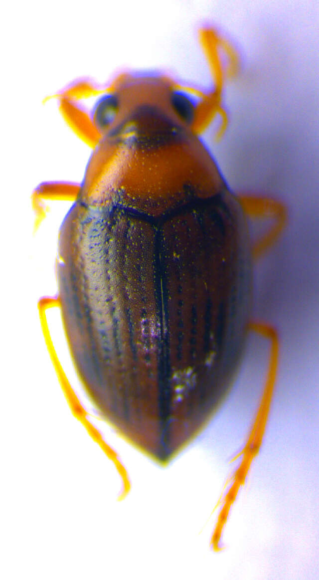 Image of <i>Haliplus obliquus</i>