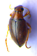 Image of <i>Haliplus obliquus</i>