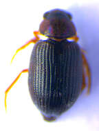 صورة Berosus (Berosus) luridus (Linnaeus 1760)