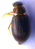 صورة Berosus (Berosus) luridus (Linnaeus 1760)