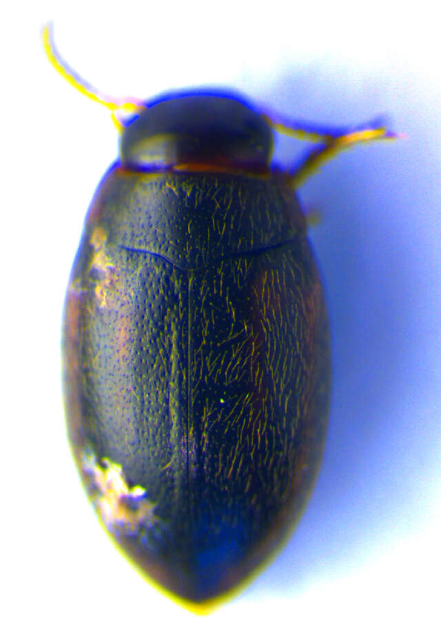 Graptodytes granularis (Linnaeus 1767) resmi