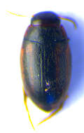 Graptodytes granularis (Linnaeus 1767) resmi