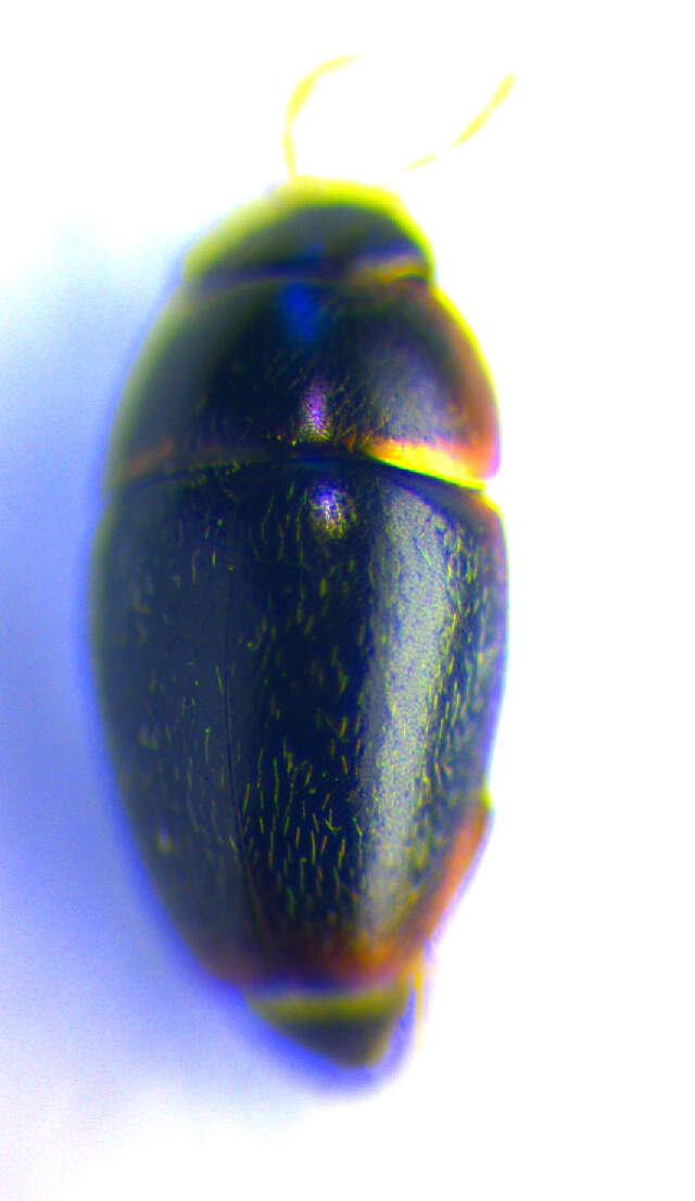 Image of Limnebius aluta (Bedel 1881)