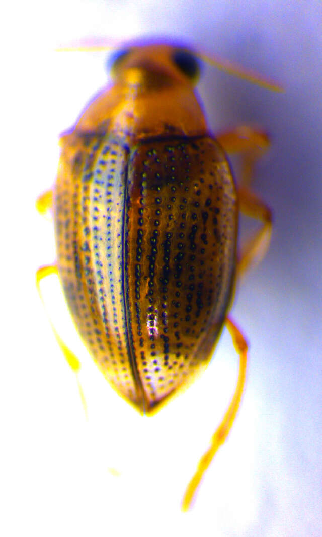 Image of <i>Haliplus fluviatilis</i>