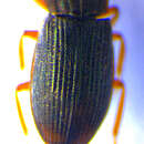 Helophorus (Rhopalohelophorus) asperatus Rey 1885 resmi