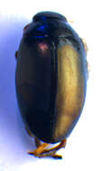 Image of Ilybius erichsoni (Gemminger & Harold 1868)