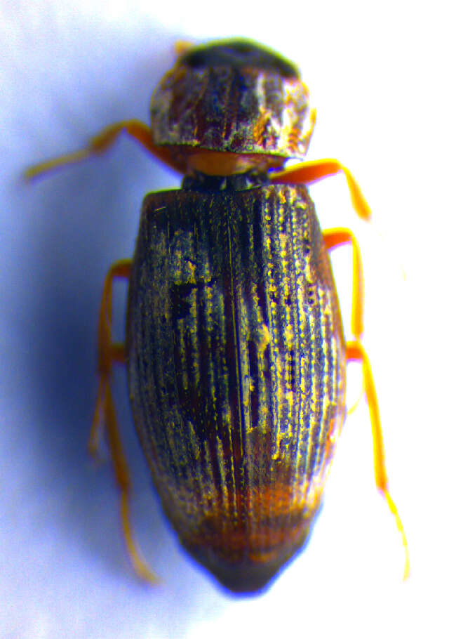 Image de Helophorus (Rhopalohelophorus) fulgidicollis Motschulsky 1860