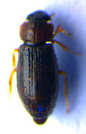 Image de Helophorus (Rhopalohelophorus) fulgidicollis Motschulsky 1860