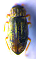 Image de Helophorus (Rhopalohelophorus) fulgidicollis Motschulsky 1860