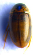 Image of Enochrus (Lumetus) quadripunctatus (Herbst 1797)