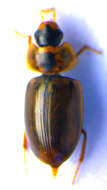 Image of Enochrus (Lumetus) quadripunctatus (Herbst 1797)