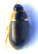 Слика од Enochrus (Lumetus) fuscipennis (Thomson & C. G. 1884)