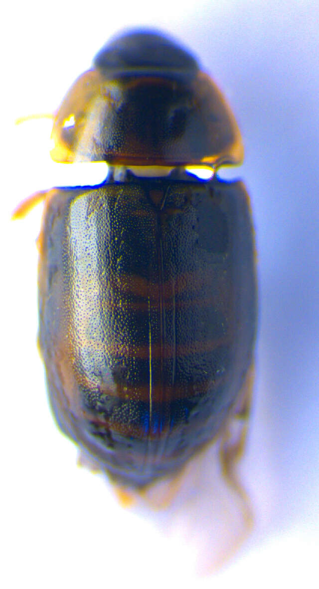 Слика од Enochrus (Lumetus) fuscipennis (Thomson & C. G. 1884)