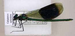 Image of Banded Agrion